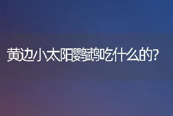 黄边小太阳鹦鹉吃什么的？