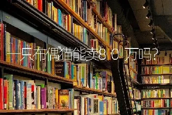 一只布偶猫能卖80万吗？