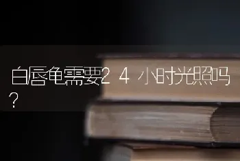 白唇龟需要24小时光照吗？