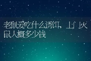 老鼠爱吃什么诱饵，上门灭鼠大概多少钱