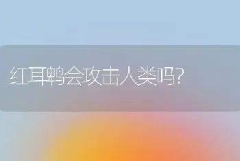 红耳鹎会攻击人类吗？