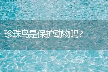 珍珠鸟是保护动物吗？