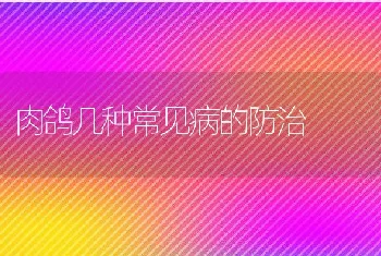 肉鸽几种常见病的防治