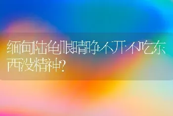 缅甸陆龟眼睛睁不开不吃东西没精神？