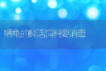 喂龟的鲜活饲料要消毒