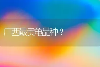 广西最贵龟品种？