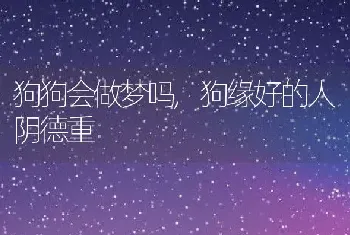 狗狗会做梦吗，狗缘好的人阴德重