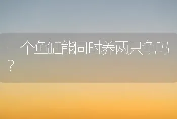 一个鱼缸能同时养两只龟吗？