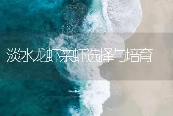 淡水龙虾亲虾选择与培育