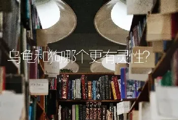 乌龟和狗哪个更有灵性？