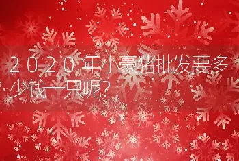 2020年小豪猪批发要多少钱一只呢？