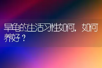 旱龟的生活习性如何，如何养好？