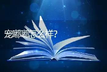 宠嘟嘟怎么样？