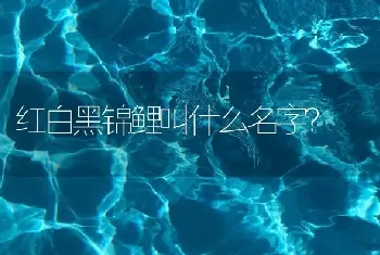 红白黑锦鲤叫什么名字？