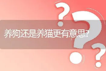 养狗还是养猫更有意思？