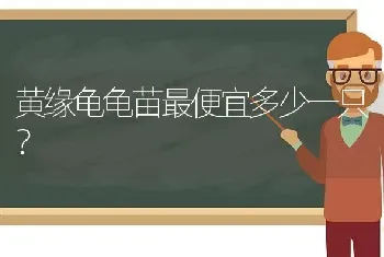 蓝氏和卫仕猫粮怎么样？