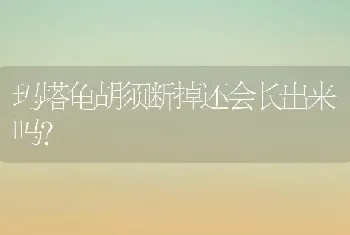 玛塔龟胡须断掉还会长出来吗？