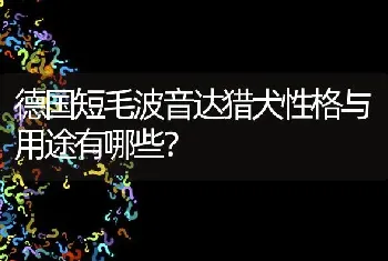 德国短毛波音达猎犬性格与用途有哪些？