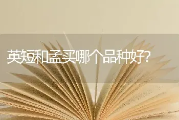 英短和孟买哪个品种好？