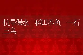 抗旱保水 稻田养鱼 一石三鸟