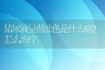 猪尿液呈酱油色是什么病？怎么治疗