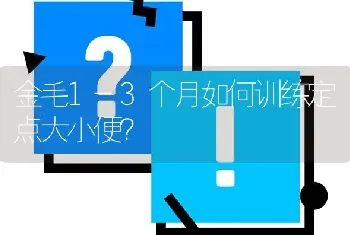 金毛1-3个月如何训练定点大小便？