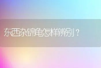 东西杂锦龟怎样辨别？