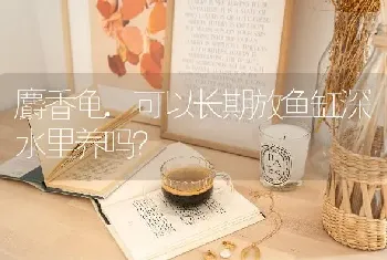 麝香龟.可以长期放鱼缸深水里养吗？