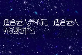 适合老人养的狗，适合老人养的狗排名