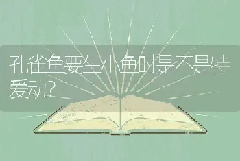 孔雀鱼要生小鱼时是不是特爱动？