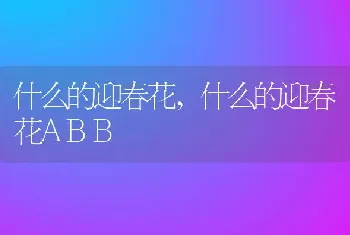 什么的迎春花，什么的迎春花ABB