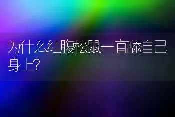 为什么红腹松鼠一直舔自己身上？