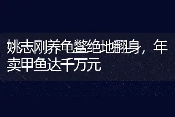 姚志刚养龟鳖绝地翻身，年卖甲鱼达千万元