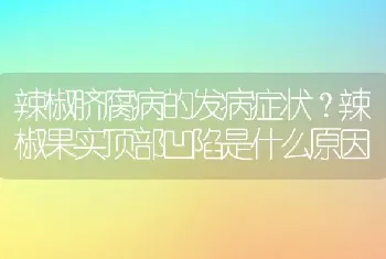 辣椒脐腐病的发病症状？辣椒果实顶部凹陷是什么原因