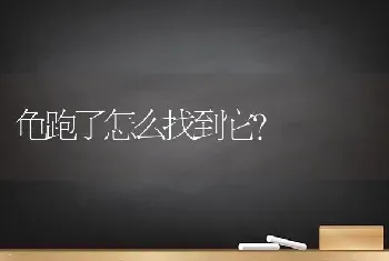 龟跑了怎么找到它？