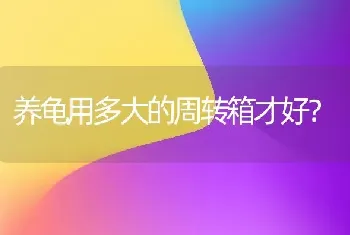 养龟用多大的周转箱才好？