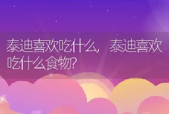 泰迪喜欢吃什么，泰迪喜欢吃什么食物？