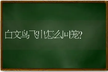 白文鸟飞出怎么回笼？