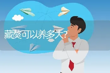 藏獒可以养多大？