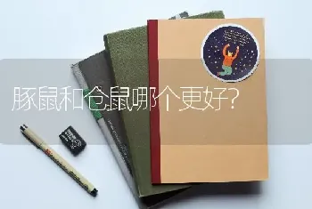 豚鼠和仓鼠哪个更好？