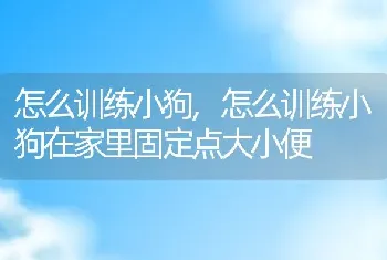 怎么训练小狗，怎么训练小狗在家里固定点大小便