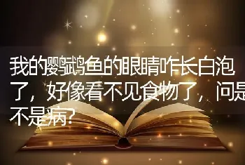 我的鹦鹉鱼的眼睛咋长白泡了，好像看不见食物了，问是不是病？