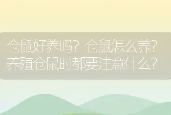 仓鼠好养吗？仓鼠怎么养？养殖仓鼠时都要注意什么？