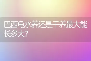 巴西龟水养还是干养最大能长多大？