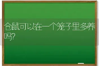 仓鼠可以在一个笼子里多养吗？