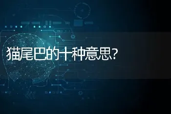 哈士奇气质是什么意思？