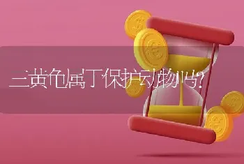 白蓝色鹦鹉是什么品种？