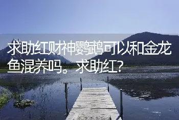 求助红财神鹦鹉可以和金龙鱼混养吗。求助红？