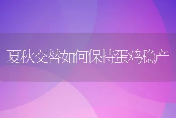 夏秋交替如何保持蛋鸡稳产