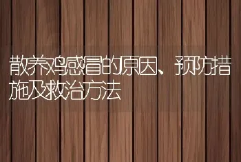 散养鸡感冒的原因、预防措施及救治方法